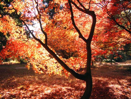 autumn_colour2.jpg